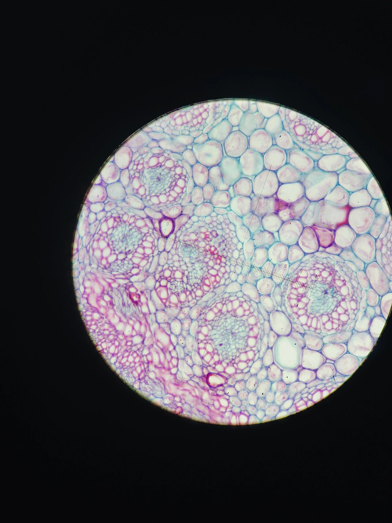 『94』|石菖蒲横切面 有点让我想起了梵高的作品040404