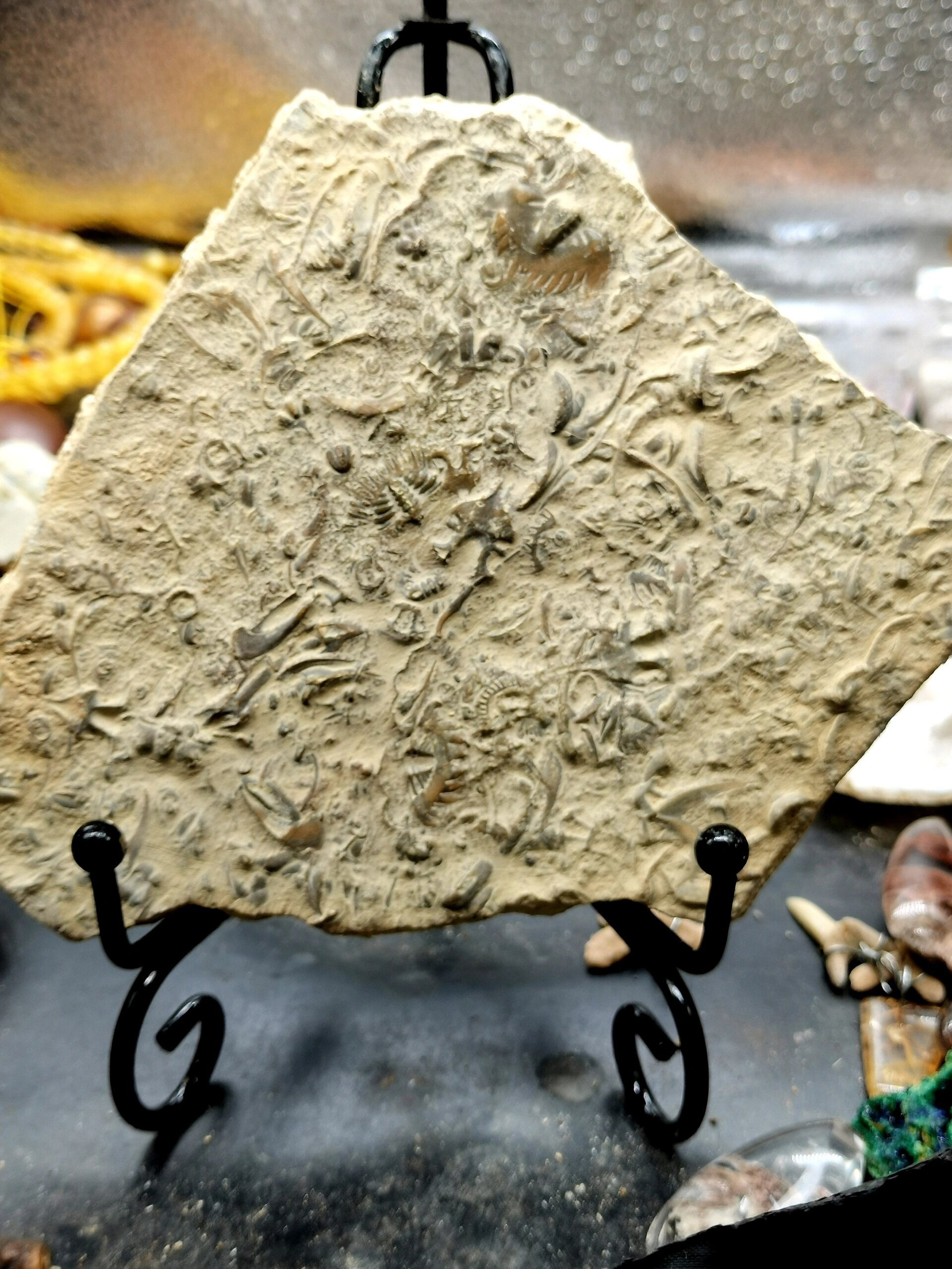 古生物化石 史前燕子石化石摆件 55