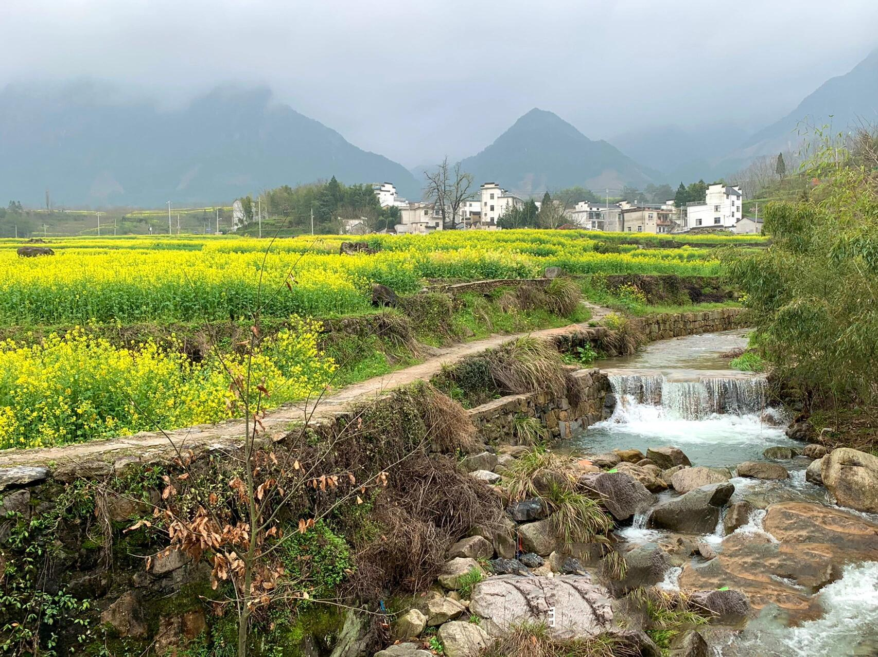 徽州油菜花图片