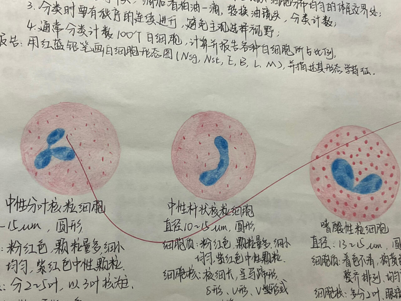 骨髓片细胞形态红蓝铅笔绘画