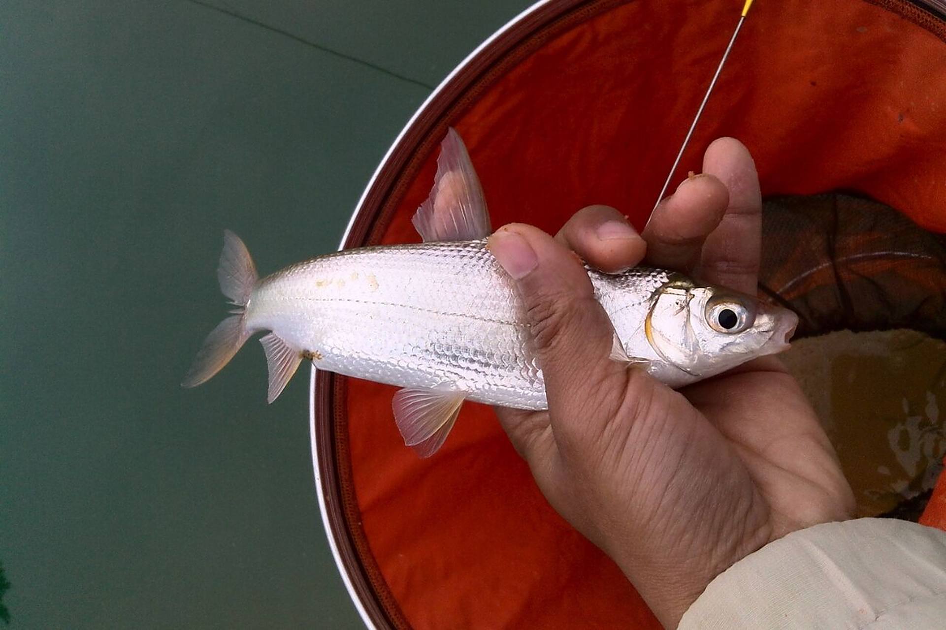 钓黄尾鱼的窝料和钓饵,鱼饵选对才能连竿 黄尾鱼又名黄尾鲴,学名为鲴