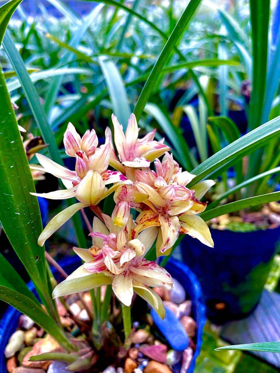 建兰富山奇蝶 富山奇蝶兰花下山于我国的台湾地区,是建兰多瓣奇花之首