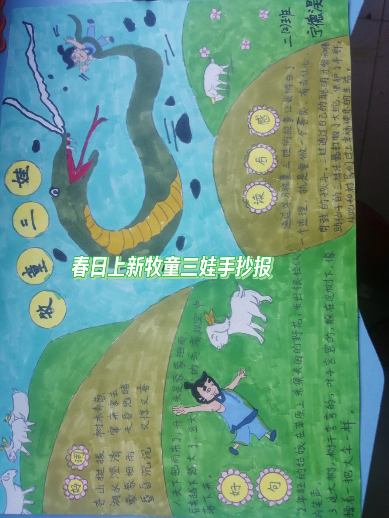 牧童三娃手抄报来了