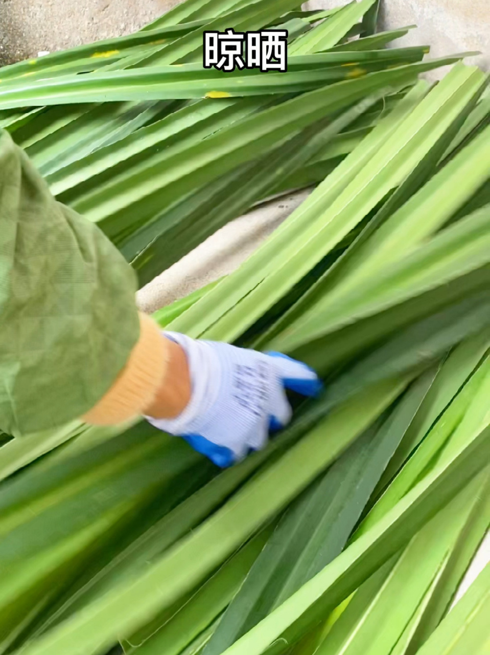 来自广西北海客家人的粽子 用簕古叶包 用假蒌叶增香解腻 吃了一辈子