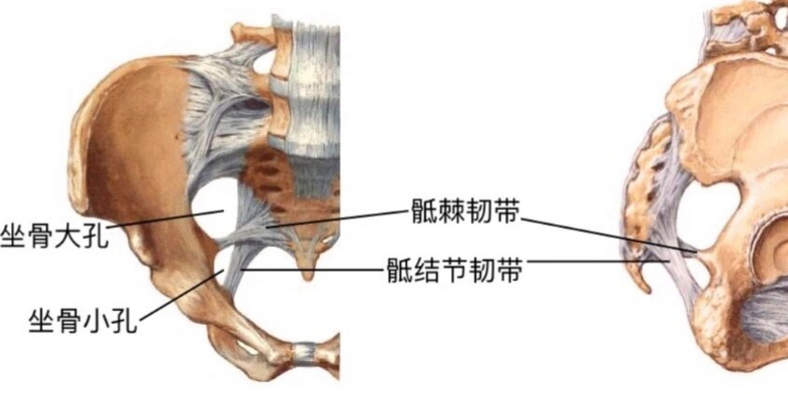 坐骨大孔与坐骨小孔图图片