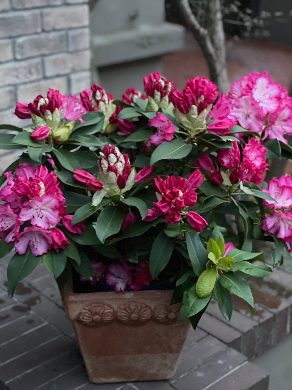 高山杜鹃之红粉佳人 耐寒的冰美人#高山杜鹃# #家居摆件# #庭院植物