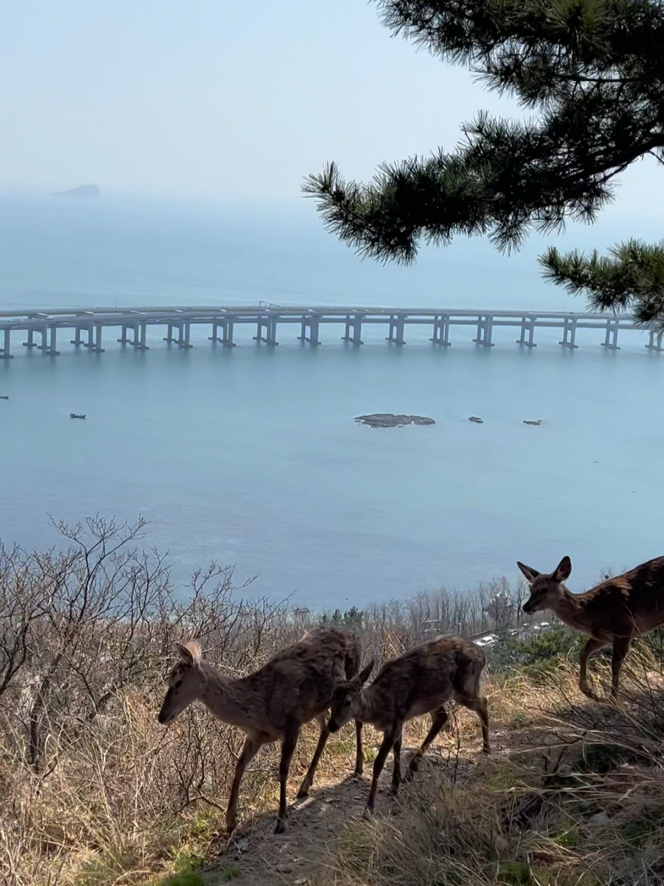 大连滨海路小鹿 在从金沙滩步行去莲花山观景台的路上 遇见了一群小鹿