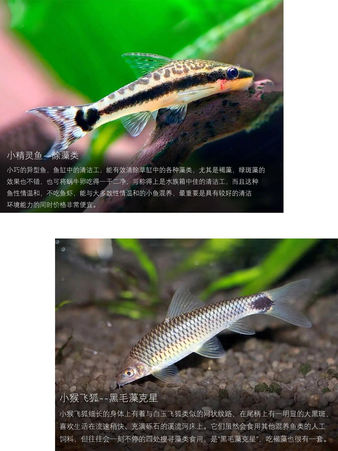 鱼缸除藻工具鱼,你选对了没!