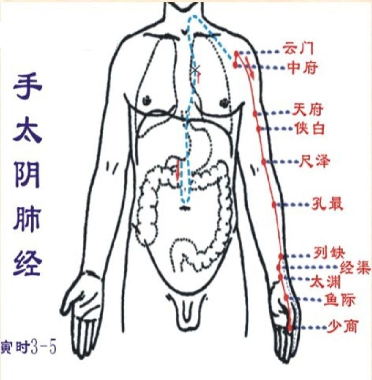 十二经络之手三阴,手三阳 🌸人身体里有二十条经络即十二正经和奇经