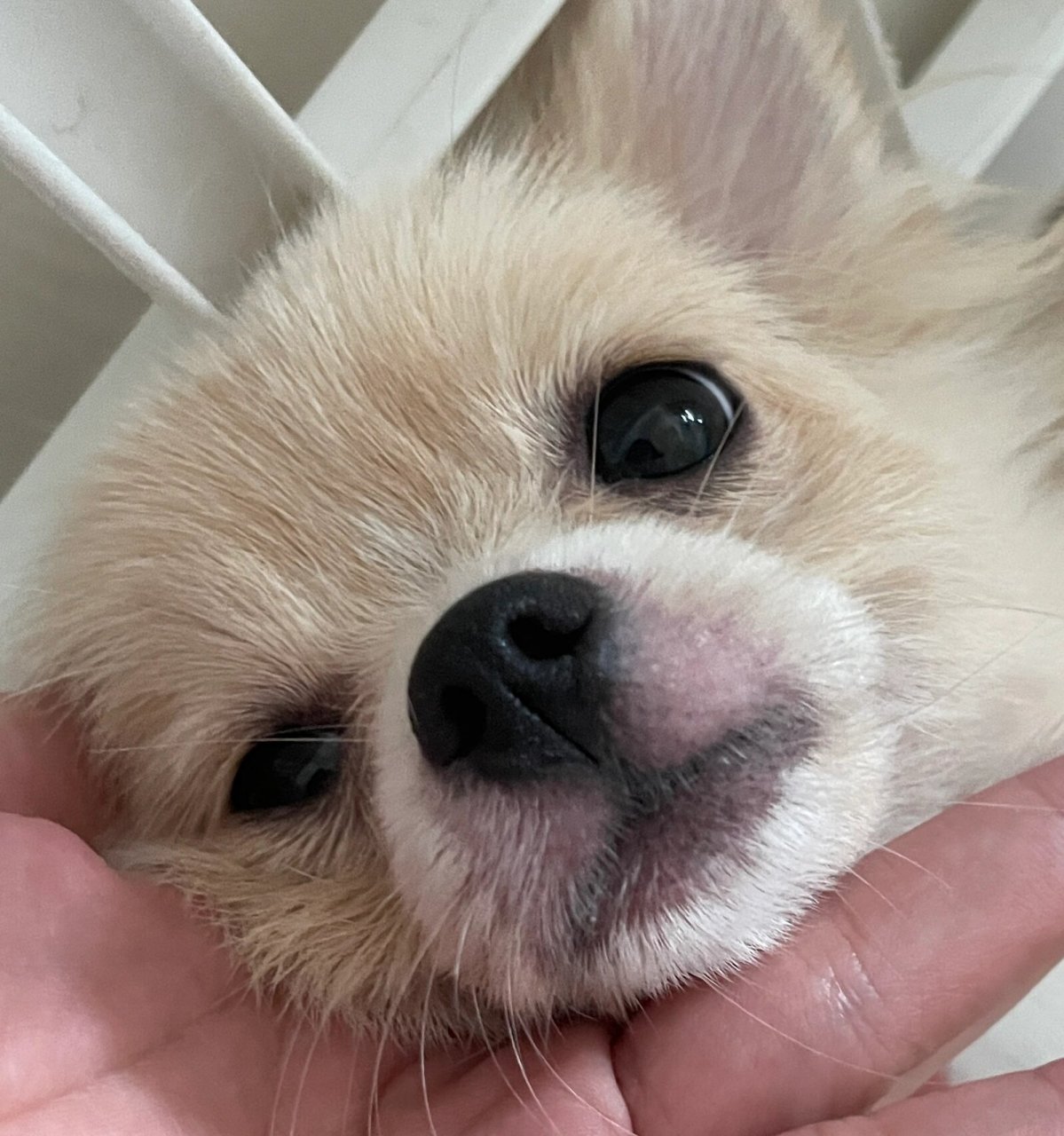 有没有人知道98 狗狗嘴巴周围红红的脱毛是什么原因啊 有去宠物医院