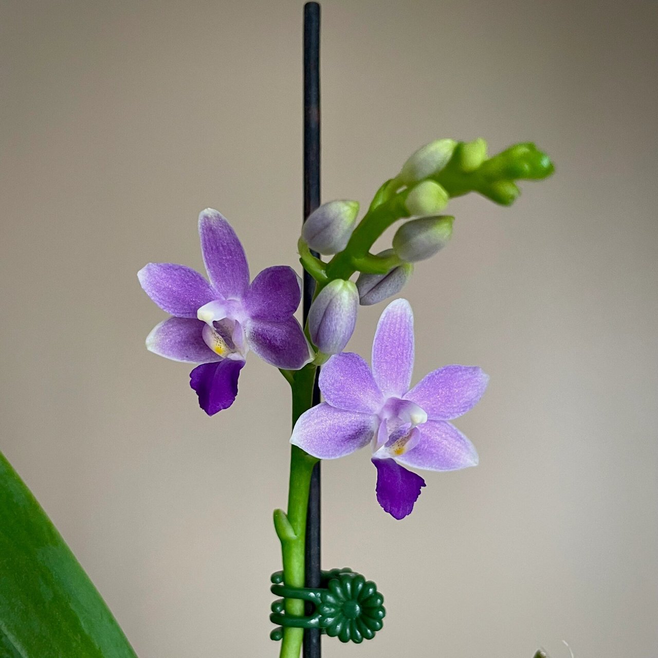 蝴蝶兰蓝星有多优秀?又复花了!