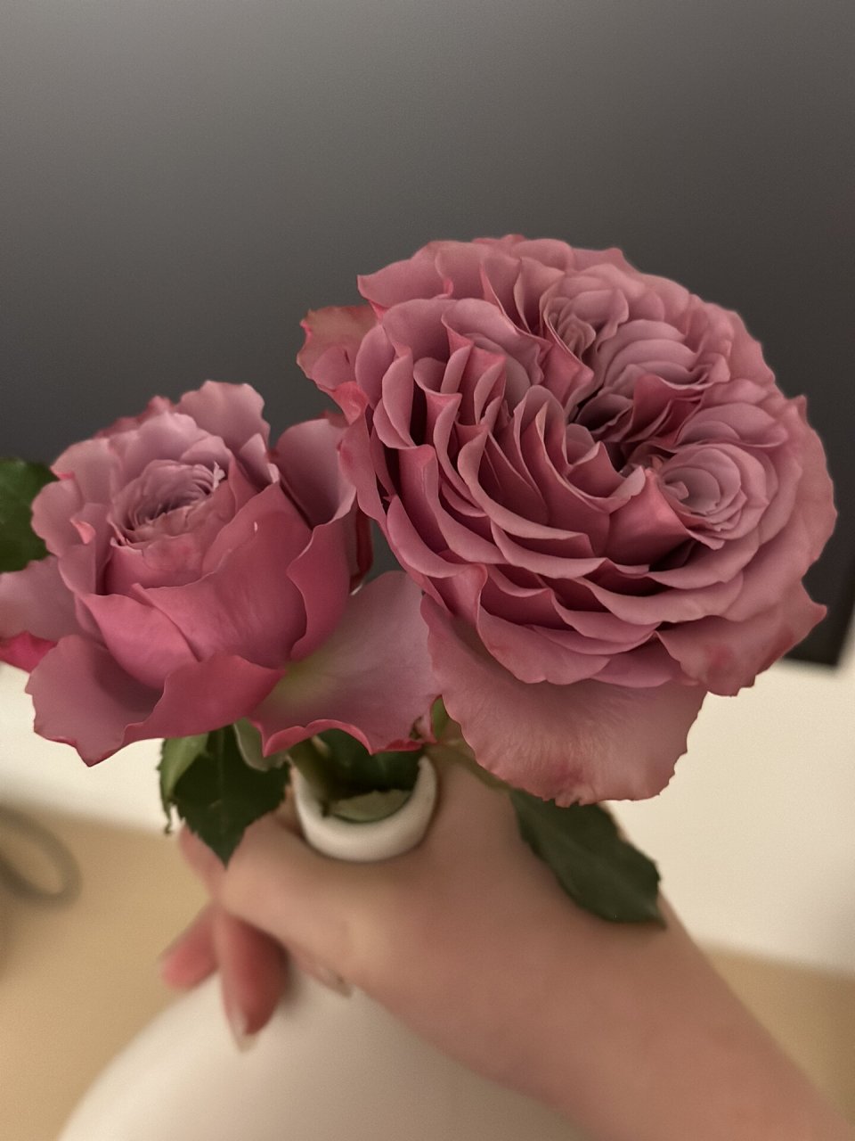 蒙特马特 月季 复古色的感觉,花形很正,杆子还蛮直的,挺适合剪下来插