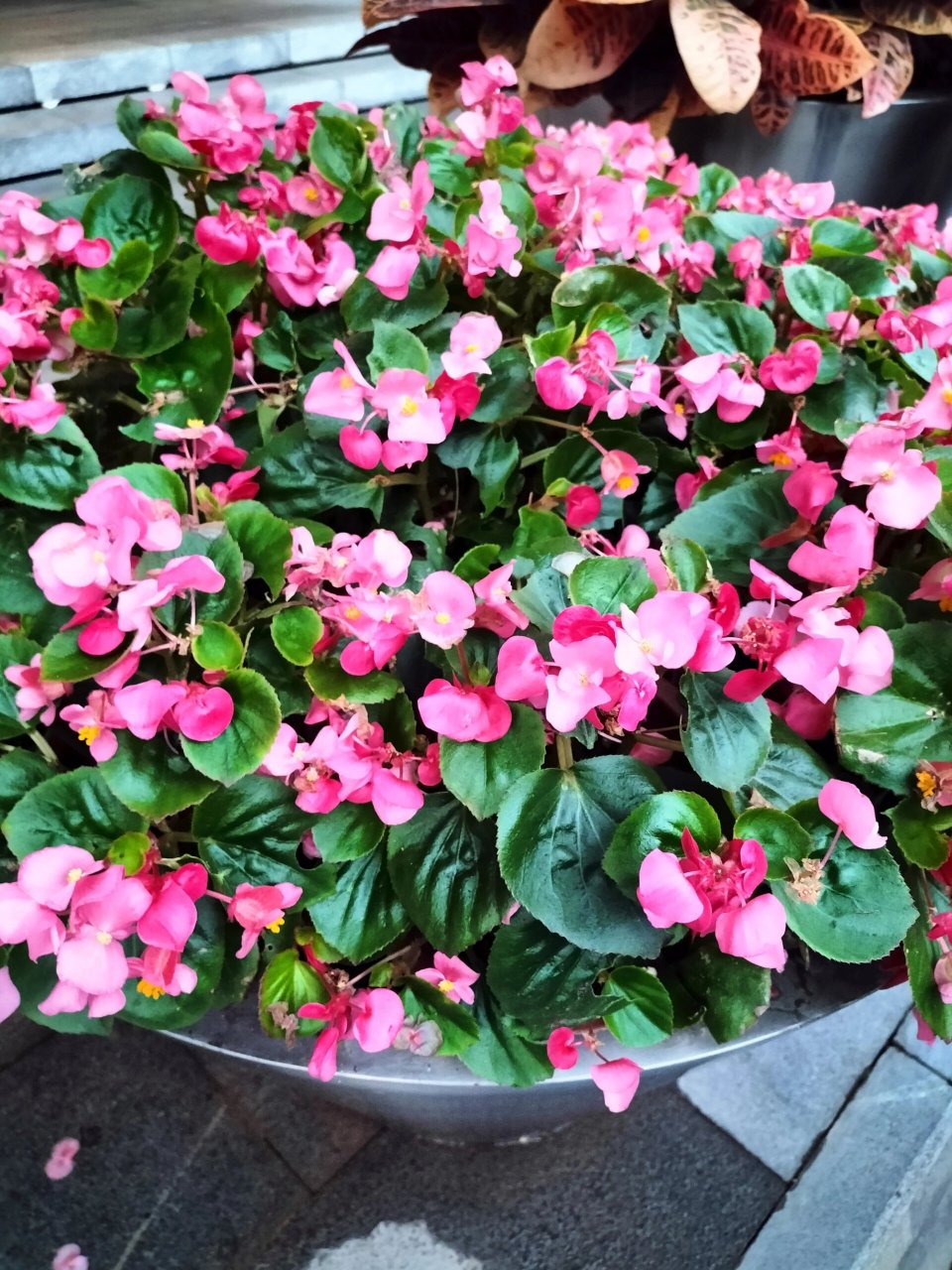每天认识一种植物-四季海棠 四季海棠因花期长,四季都有花而得名.