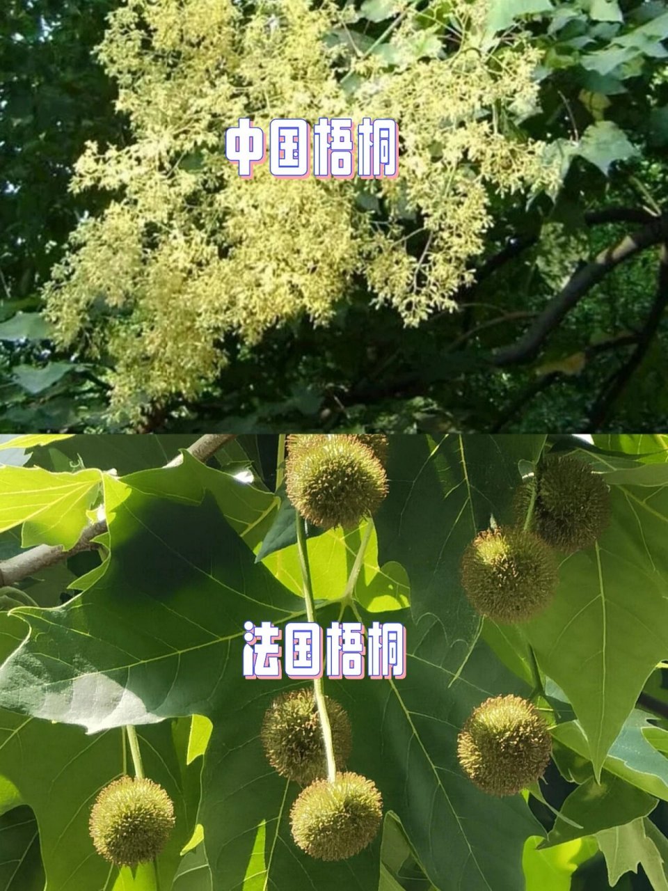每日植物-泡桐,梧桐还是法国梧桐?