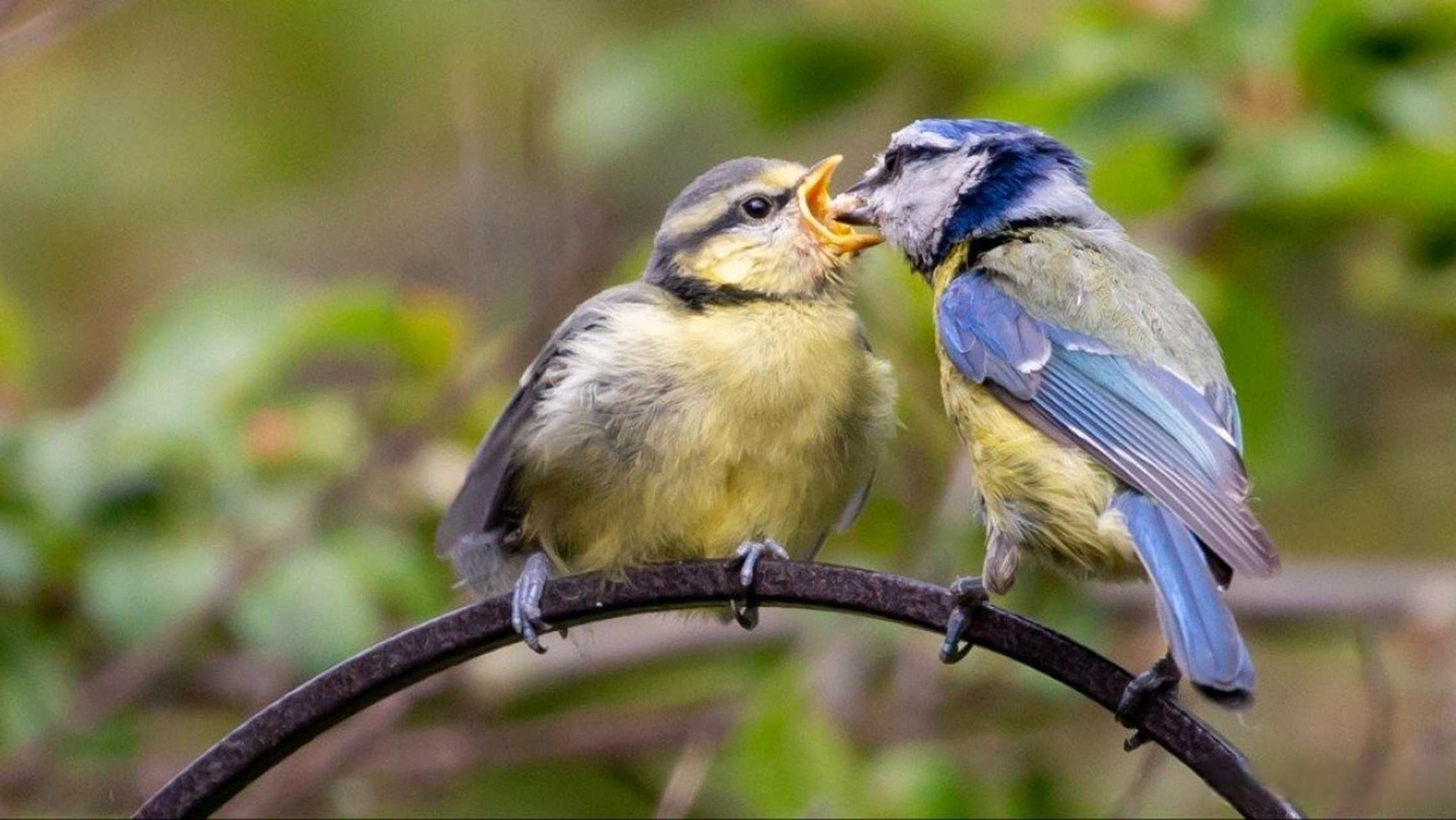 雏鸟情结  雏鸟情结是指交往双方形成的第一印象对今后交往关系所带来