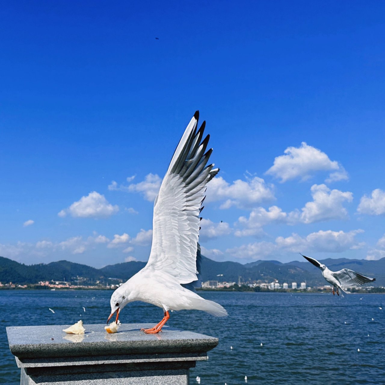 海埂大坝的滇池海鸥 初冬的浪漫相见      蓝天白云可以治愈一切