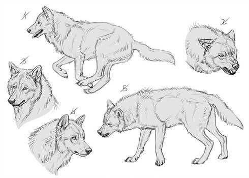 狼骨骼简笔画 绘画素材-狼的一些画法