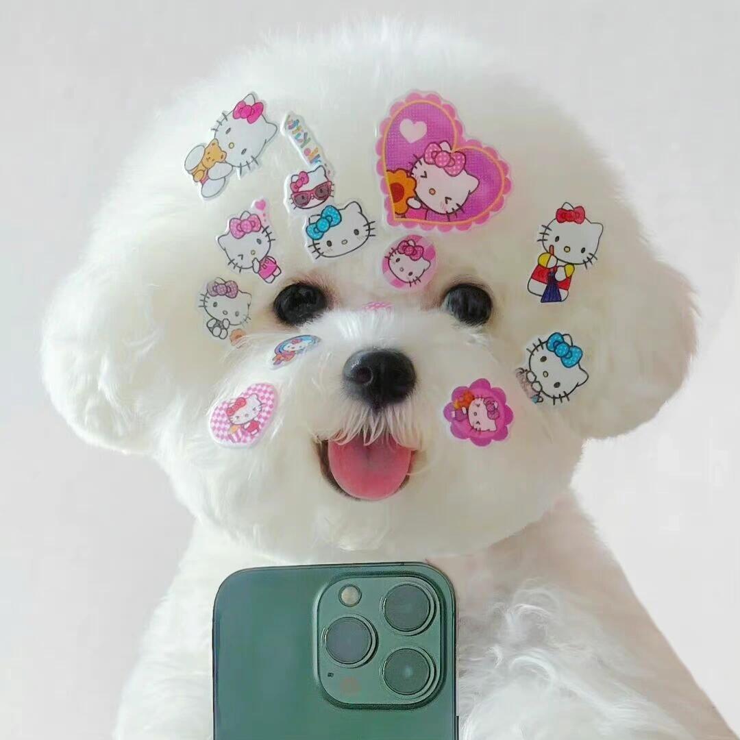 头像·宠物头像·比熊头像