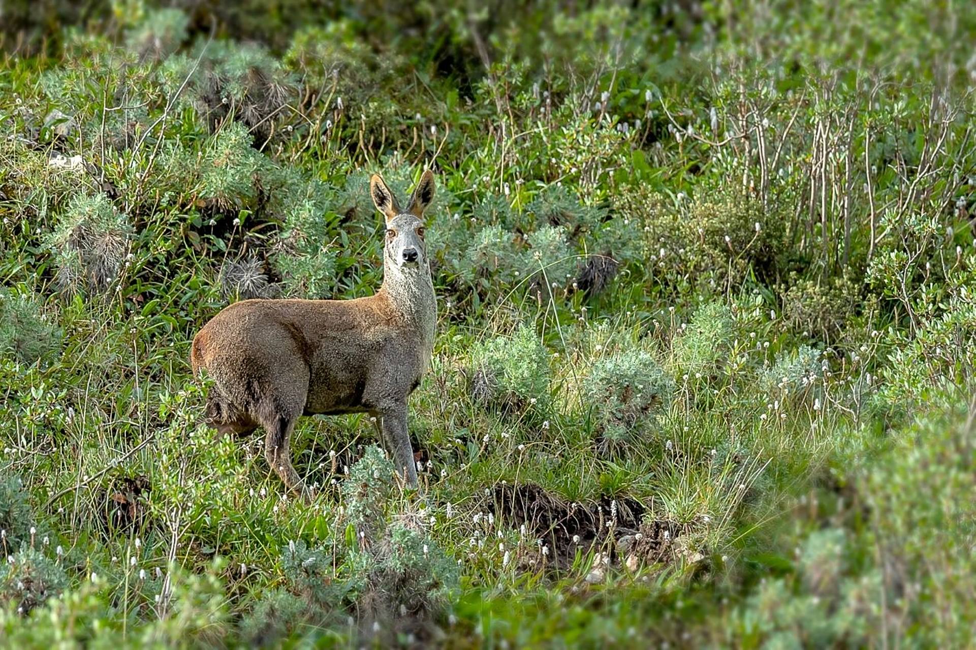马麝(学名:moschus chrysogaster),是麝科,麝属的动物.