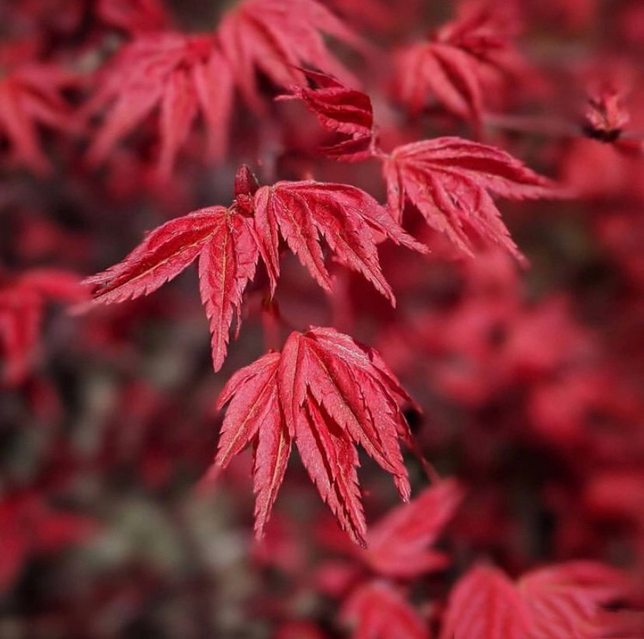 每天认识一种枫树-红舞姬 红舞姬 acer palmatum beni-maiko,非常