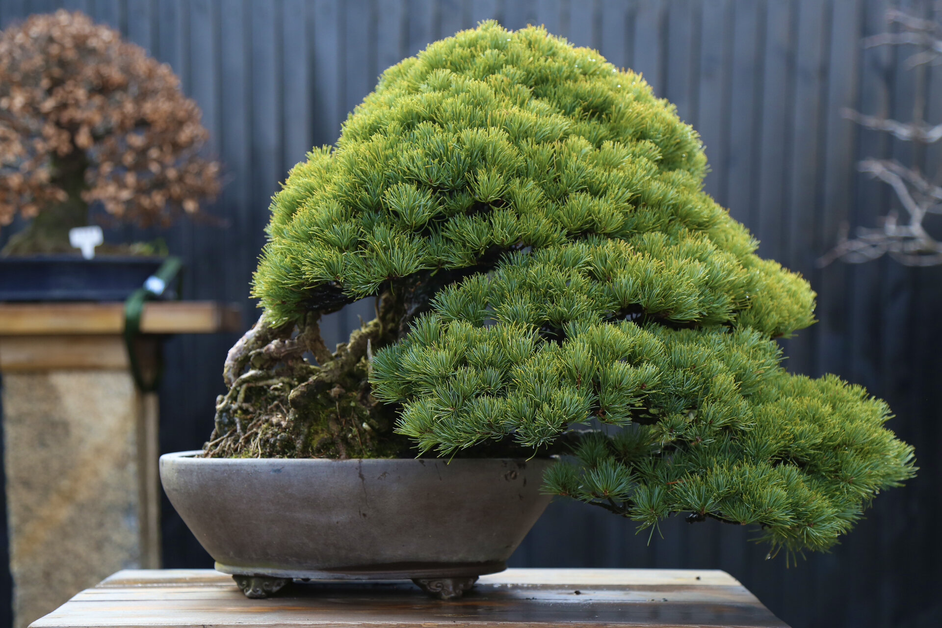 那须娘 五针松中极好的品种