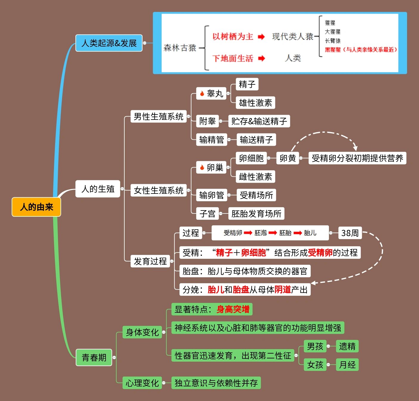 生物篇6015初一下册 人的由来