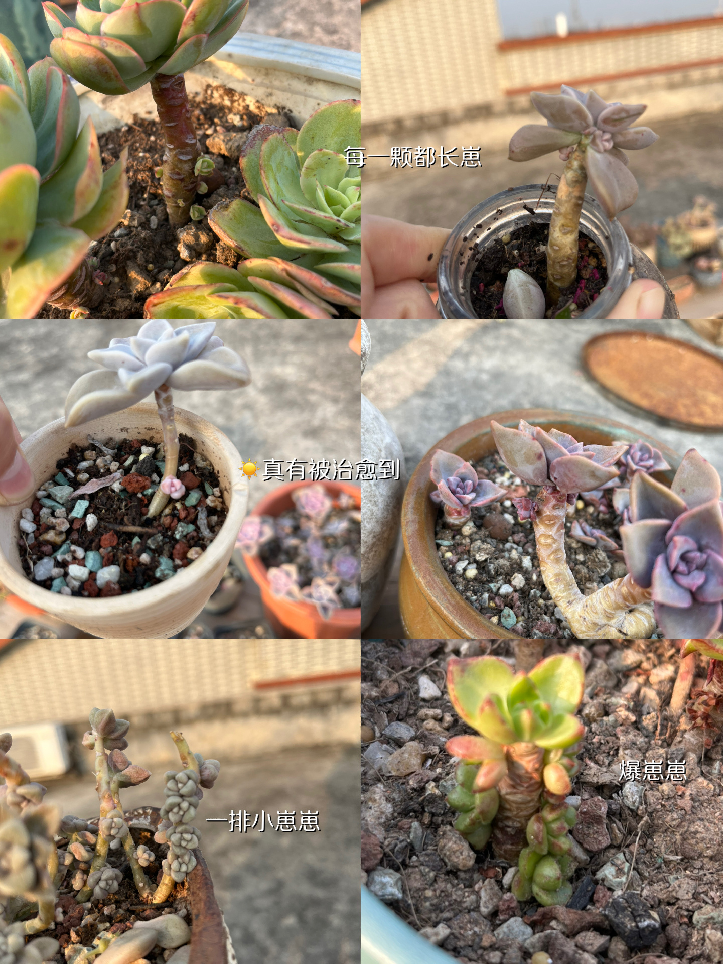 多肉爆侧芽92养护方法