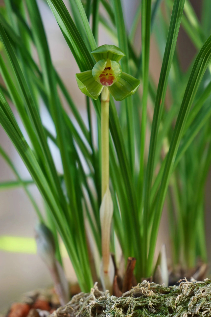 豆瓣兰,国兰瓣型理论的集大成者,却因为无香多被人所诟病.