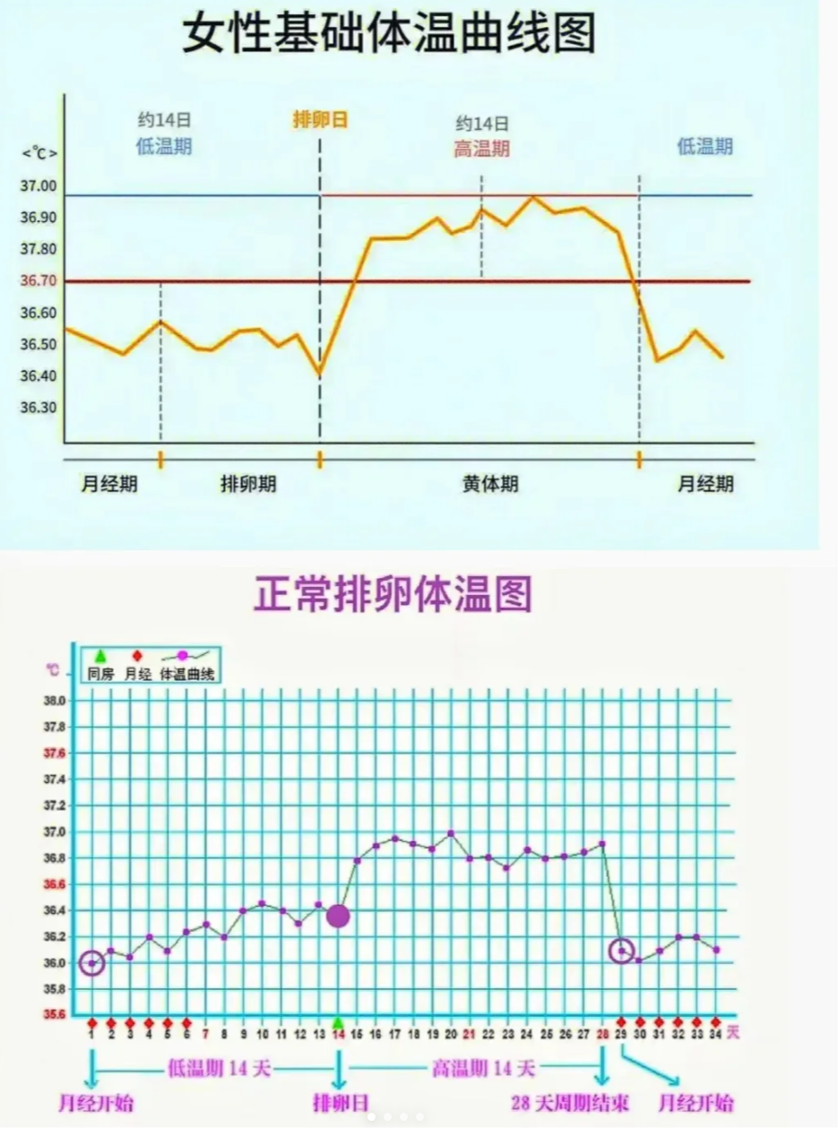 这是因为排卵后,女性体内的激素水平发生变化,影响了身体代谢,导致