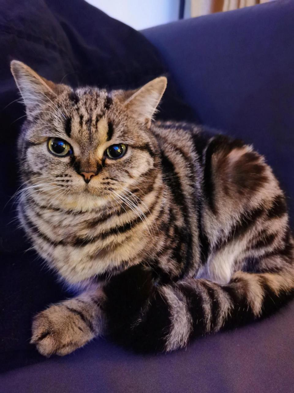 美短棕虎斑&狸花猫的区别 好多人都没见过棕虎斑美短,都把我家小芝麻