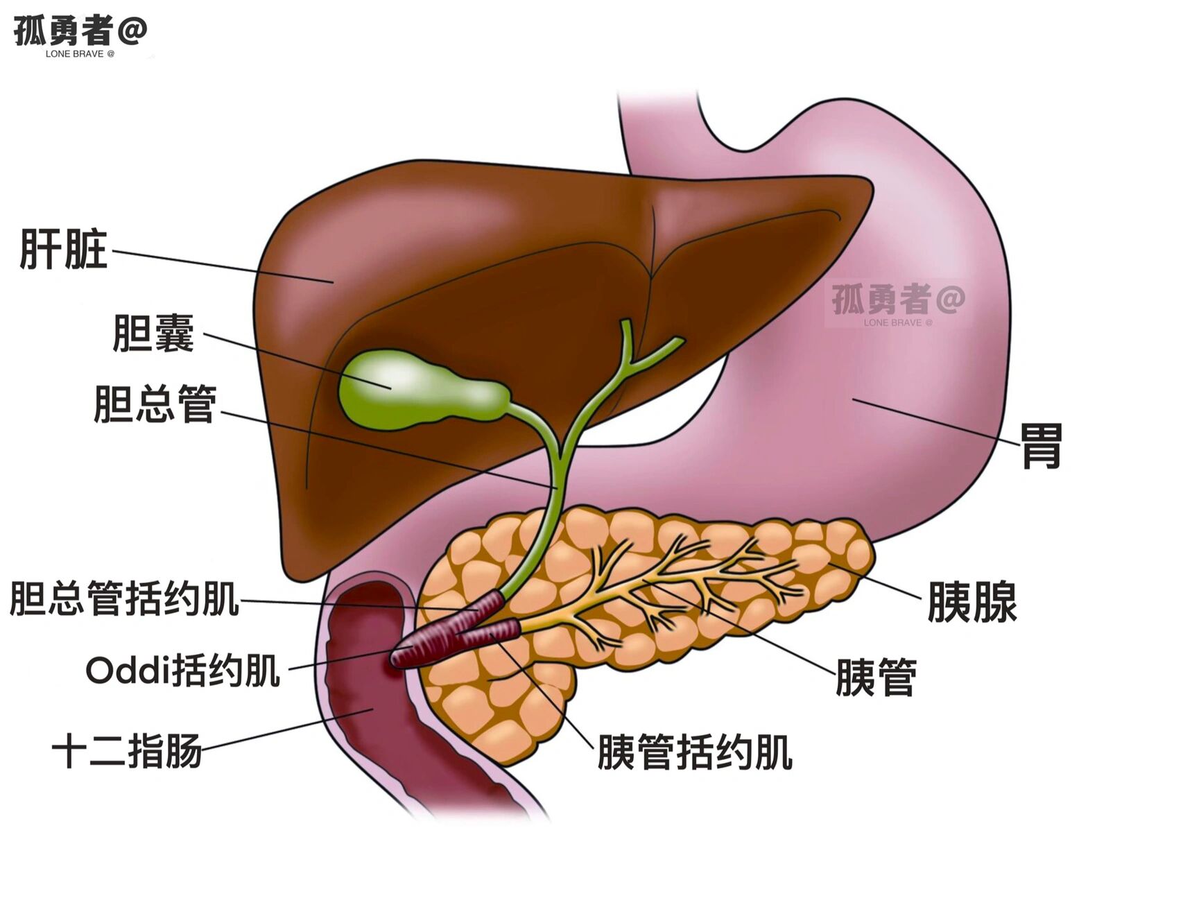 胆道系统