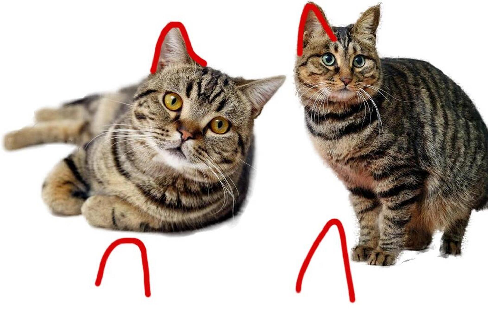 狸花猫:接近六边形的钻石形状.