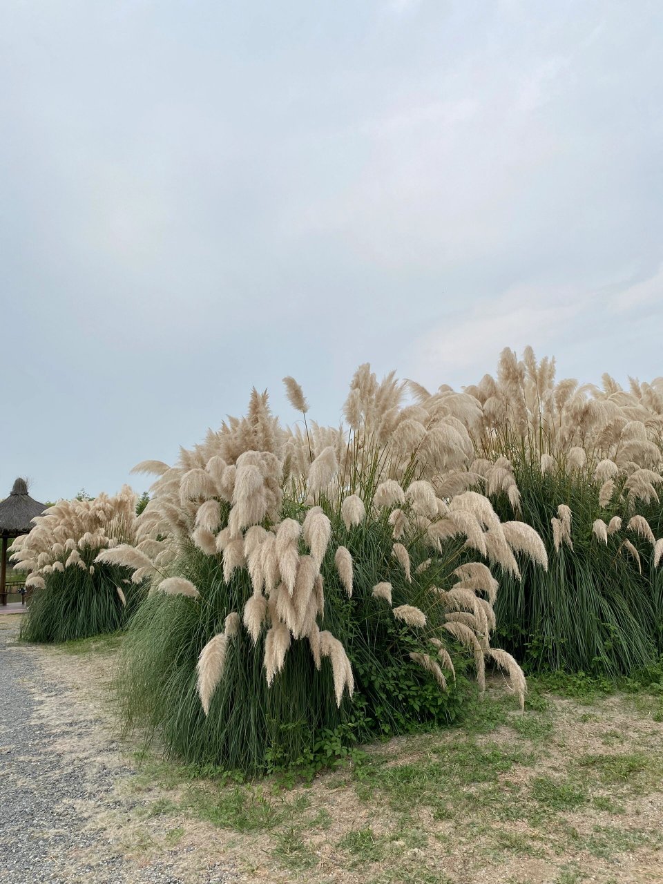 江苏省高邮市珠湖小镇图片