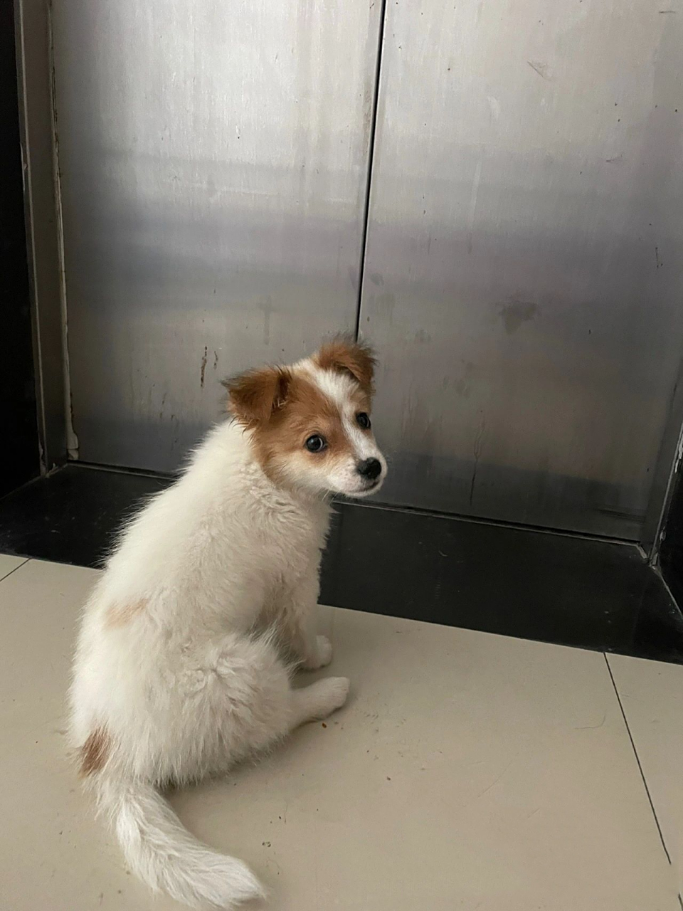 突然看到知道了我狗子的品种蝴蝶犬 一只说她是土狗,没想到它又有这么