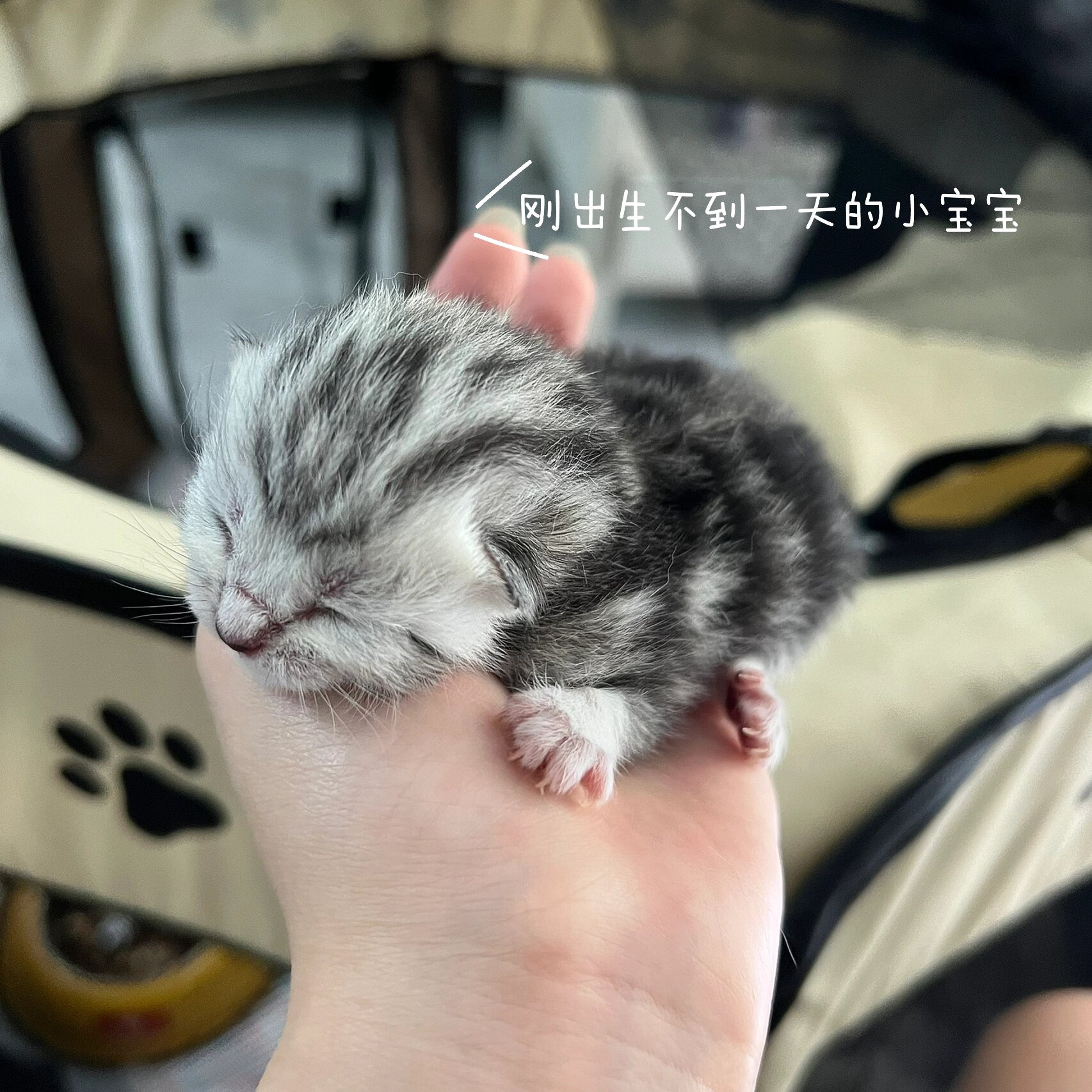 我家的虎斑宝宝出生啦 太萌啦😻😻 星期六中午正吃饭呢 小母猫