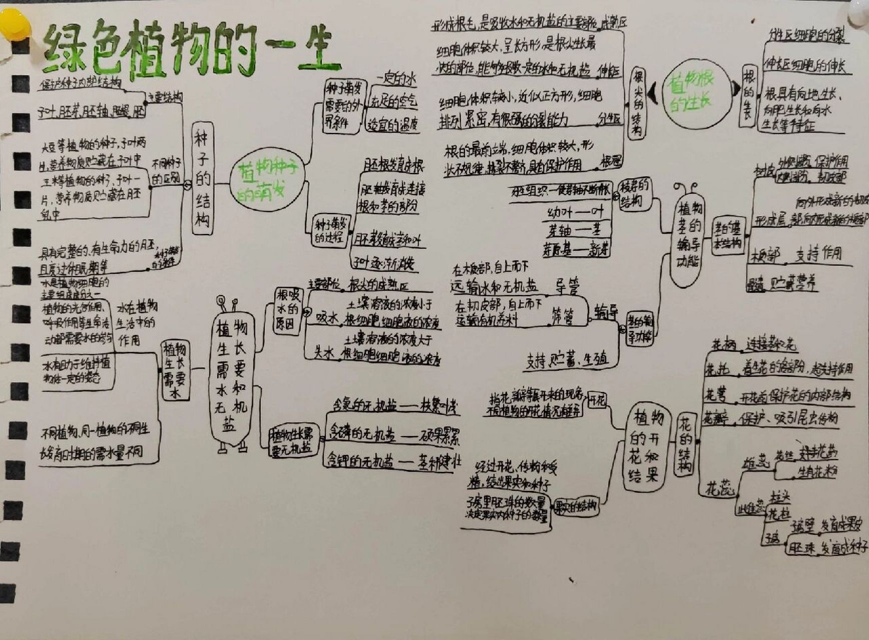 植株的生长的思维导图图片