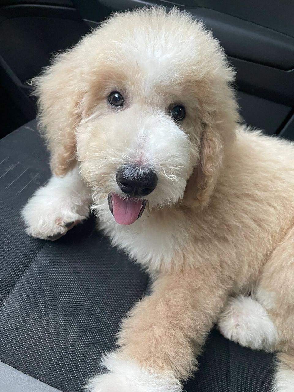 香槟色巨贵犬三个月 给小狗狗的爱太多 对大狗狗的爱就少了😭 💙