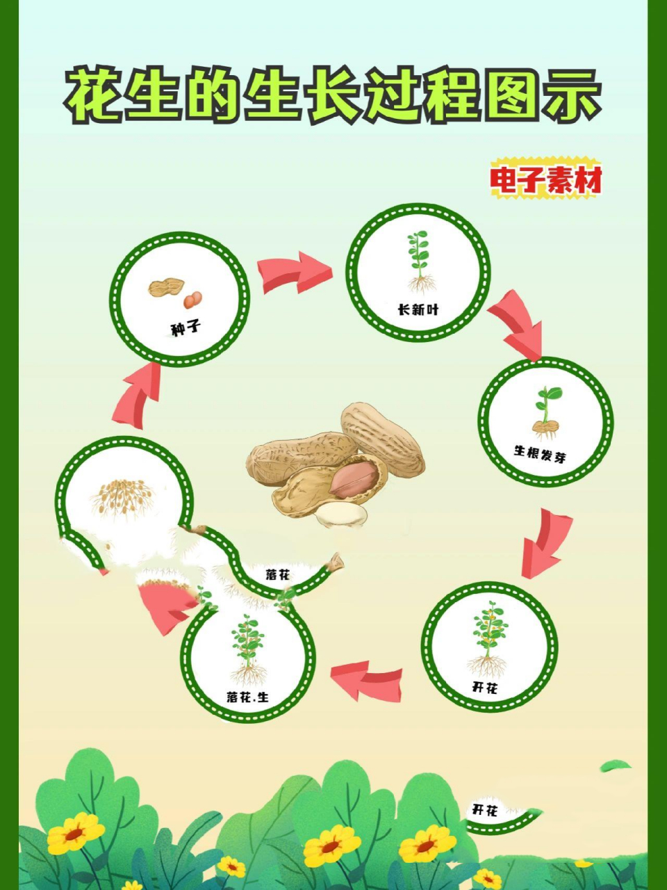 原创植物生长过程图示之花生生长素材 植物角布置可以用起来 植物生长