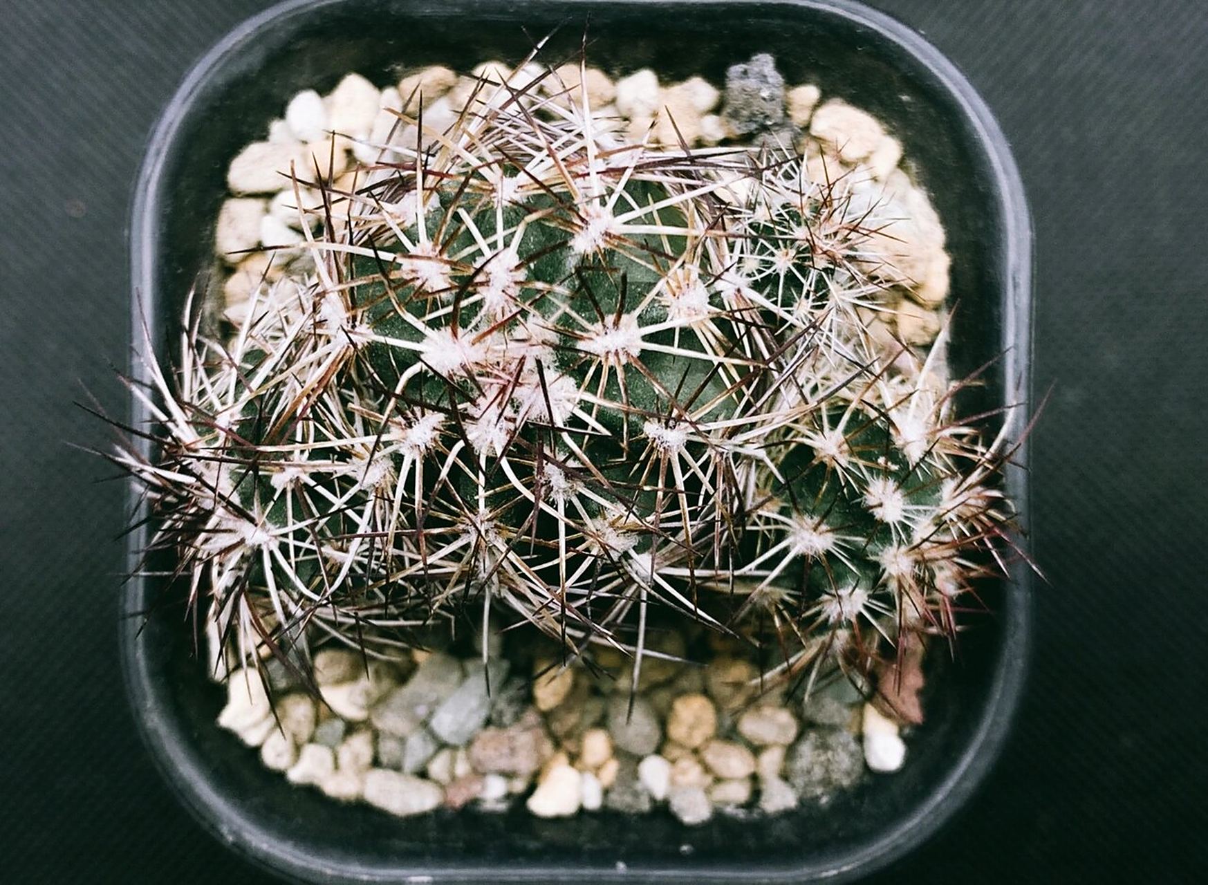 仙人球 达氏青花虾 达氏青花虾(echinocereus viridiflorus var.