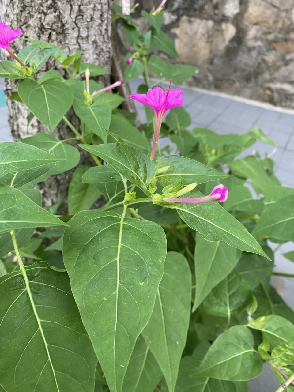 茉莉花自然笔记图片