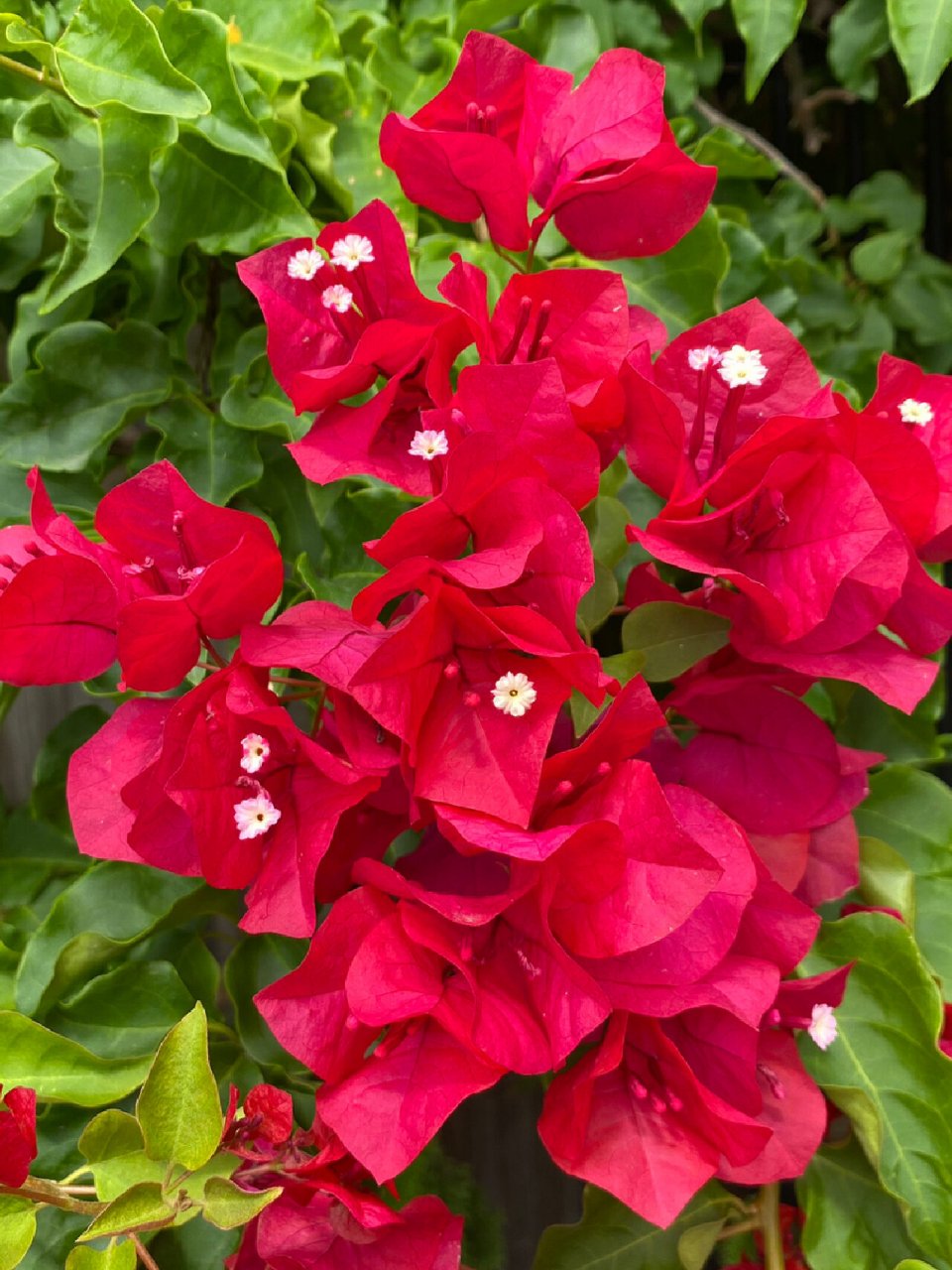 红色三角梅 三角梅(学名:bougainvillea glabra.