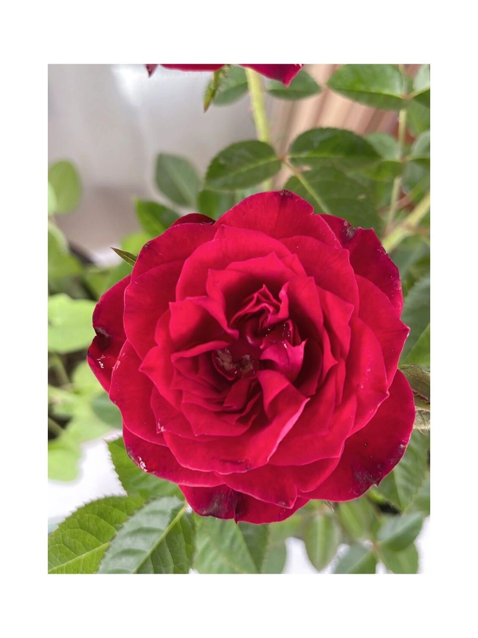 月季中国红 质感真棒!