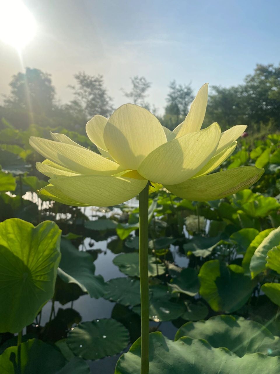 确实是很好看这款黄绿色的荷花 这款荷花叫金陵凝翠 大花型荷花 送你