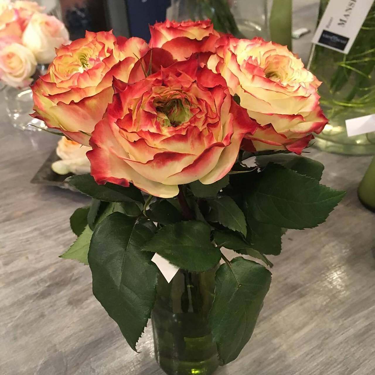 玫瑰品种 | 苹果杰克   apple jack