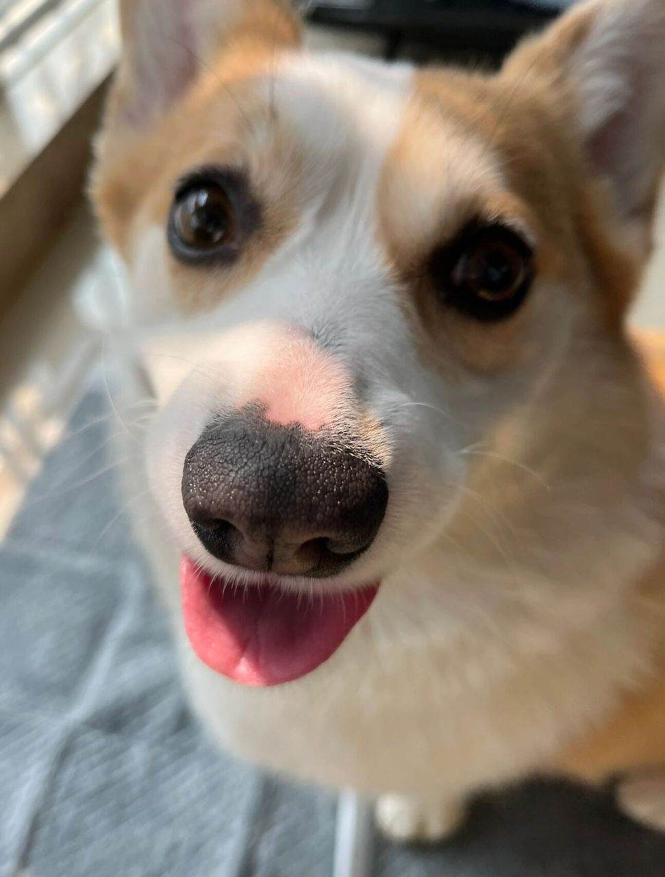 柯基的小鼻鼻为啥就是红红的 小柯基的鼻子就是红红de 还有点黑点