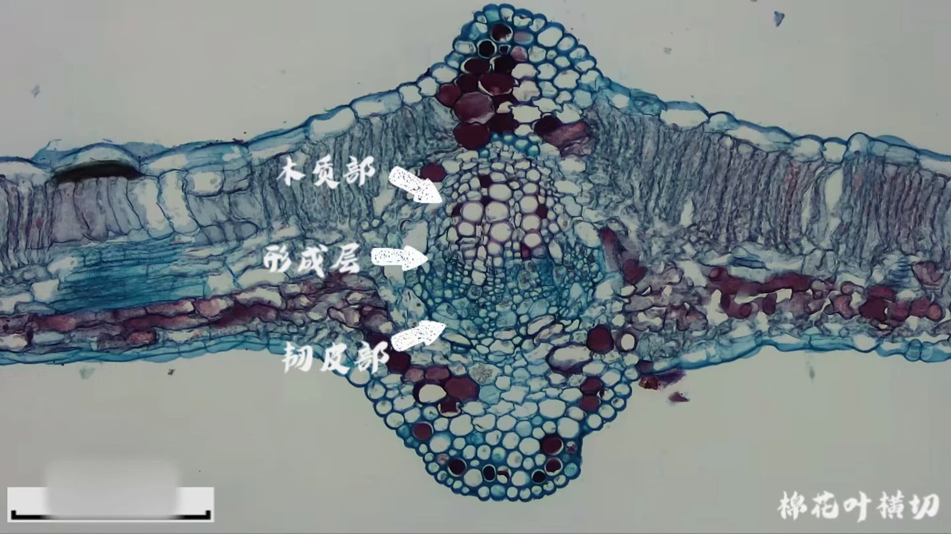 棉花叶横切结构图图片