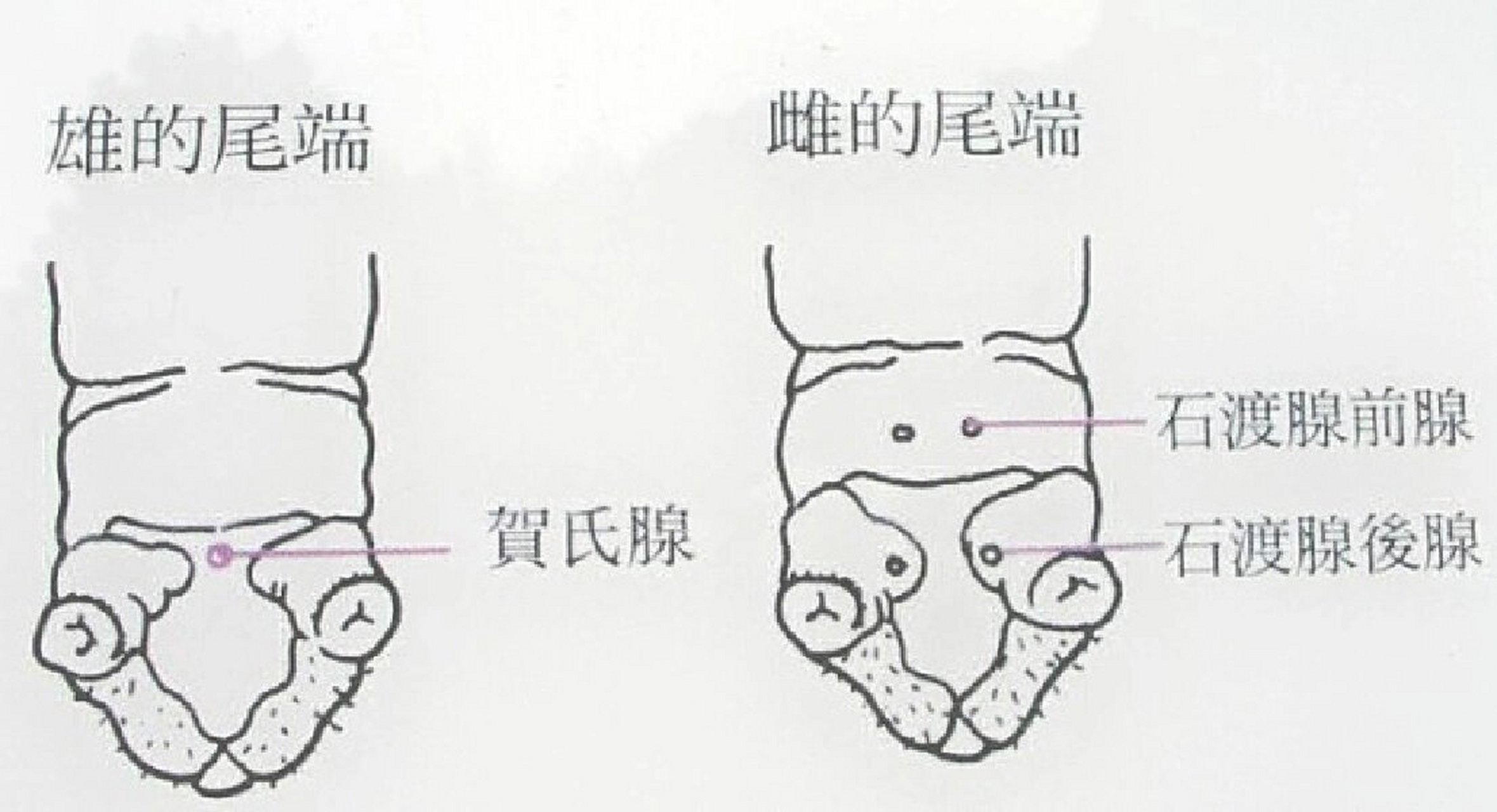 蚕怎么分雌雄图片