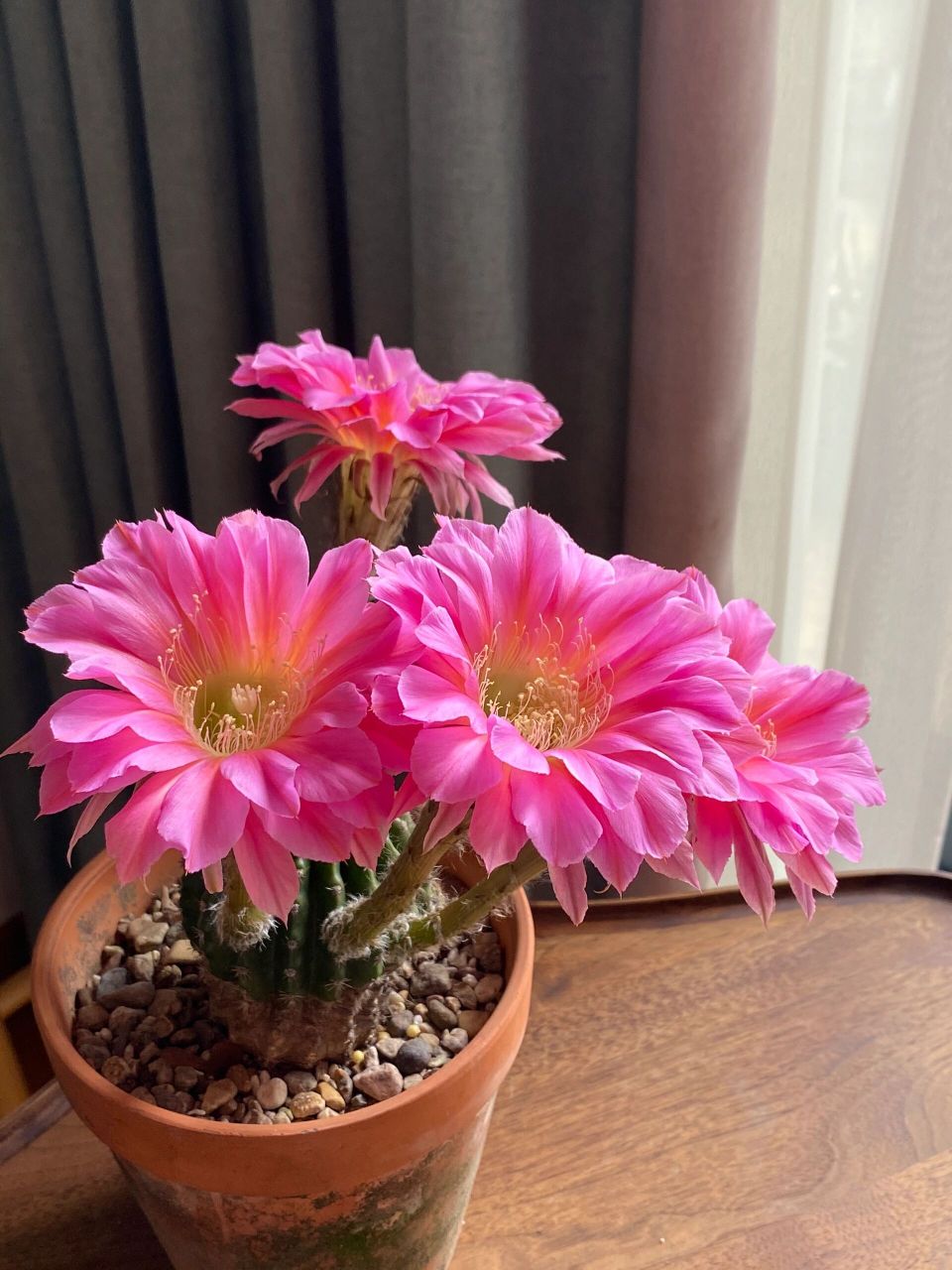浓桃筋,据说它是仙人球界花友的"大众情人" 地位相当于月季里的果汁