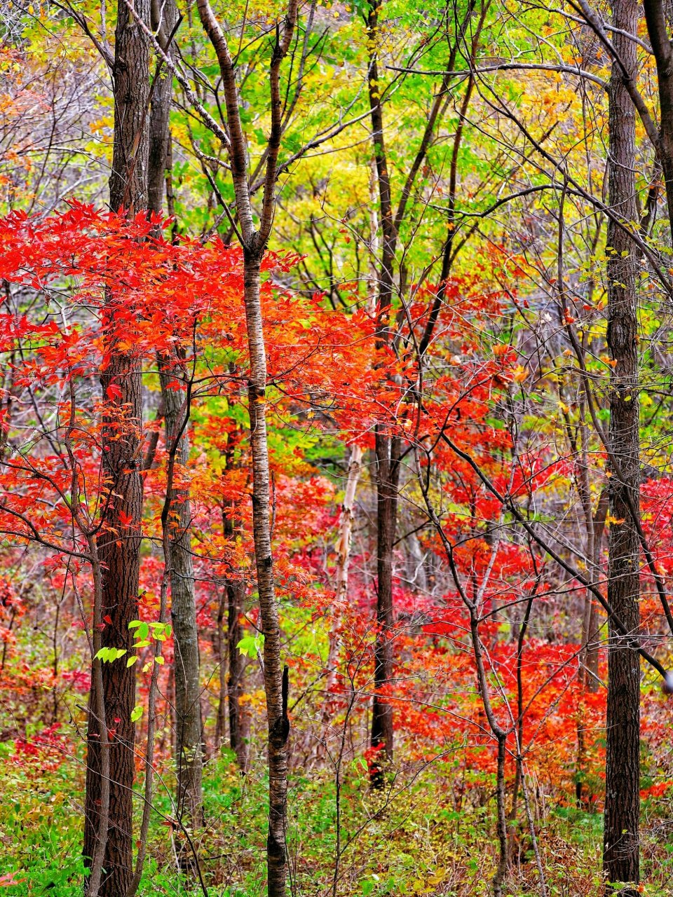 赏秋攻略丨辽宁本溪—桓仁枫林谷!