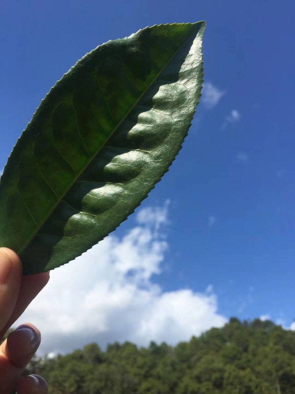 勐库东半山和西半山图片